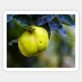 Yellow ripe quince on branch Sticker